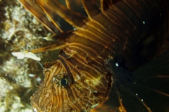 Dark Lionfish