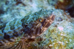 Lizard Fish