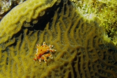 Mystery Crab