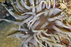 Night Anemone