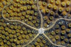 Macro